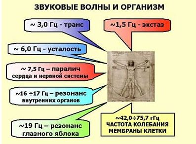 звук организма.jpg