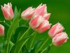 thumb_Parrot_Tulips.jpg