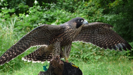 foto 1Falken Horus.JPG